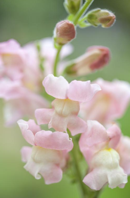 Snapdragon appleblossom