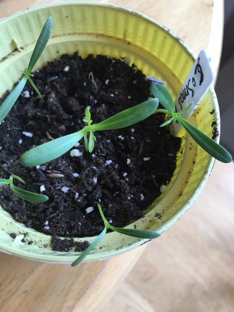 cosmos seedlings_1