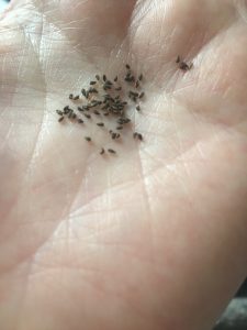 seeds godetia crown