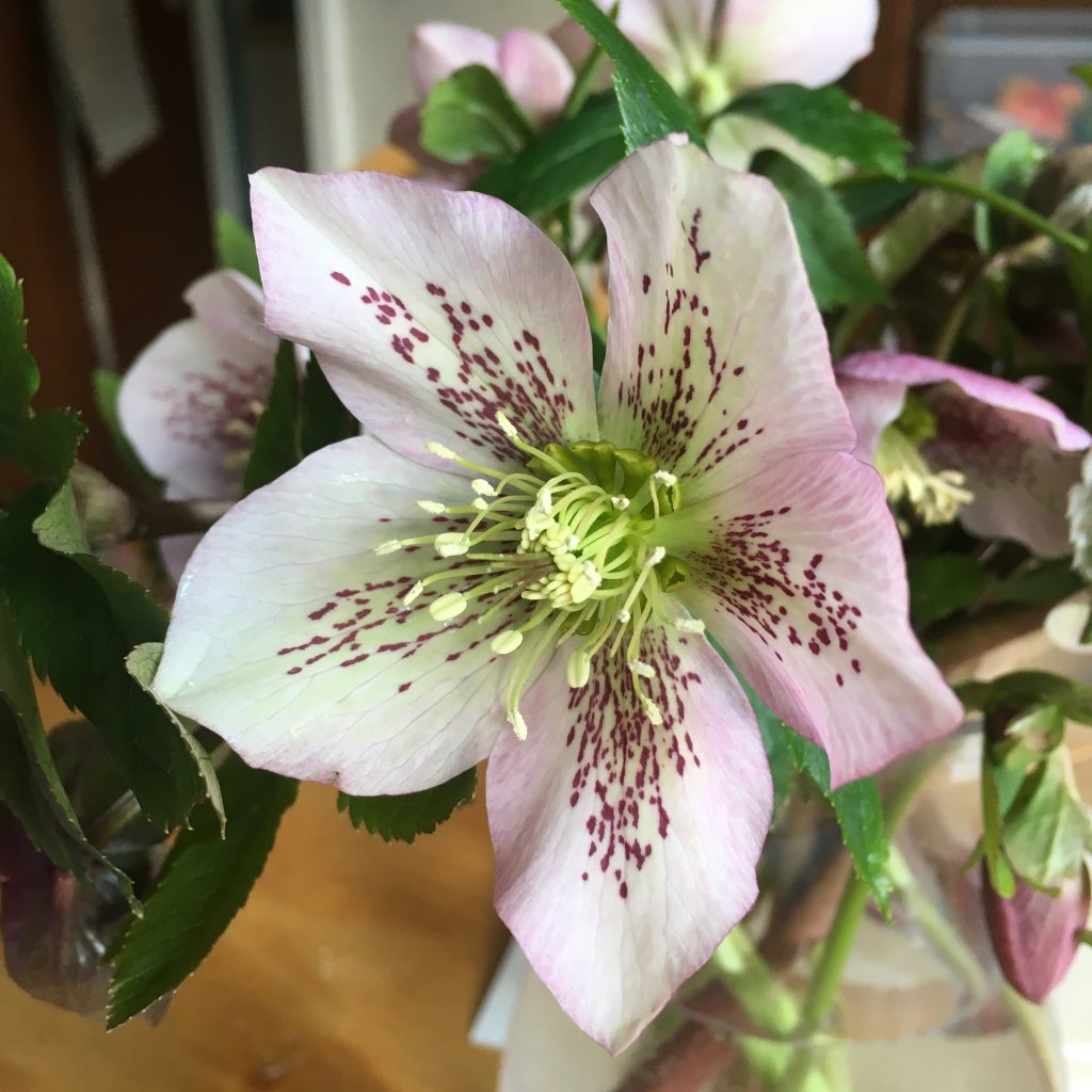 hellebore flower